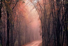 邮报：曼城希望填补罗德里的空缺.